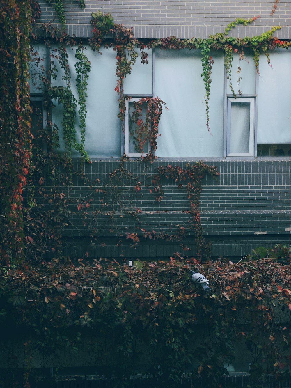 green plants on concrete house