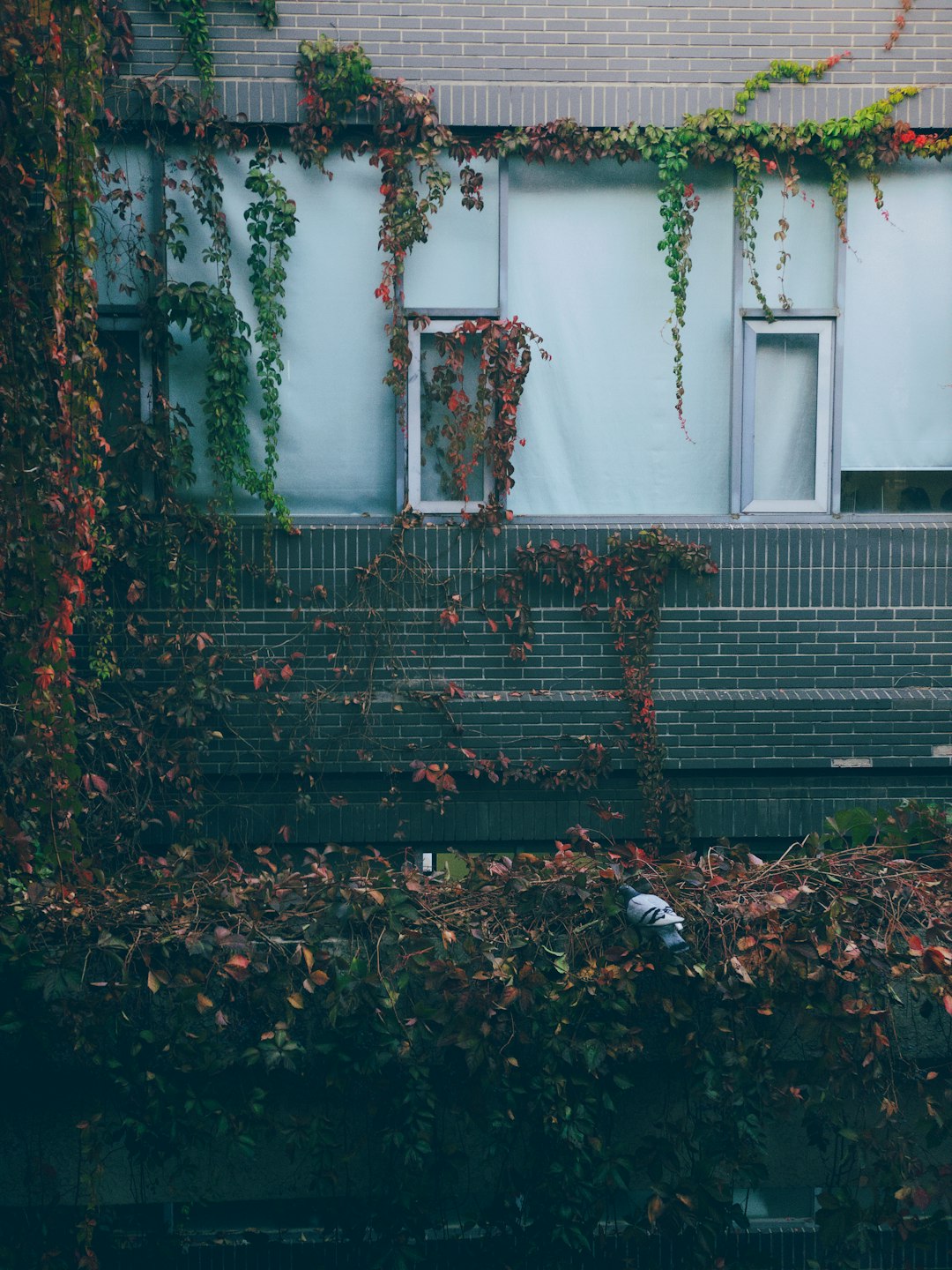 green plants on concrete house