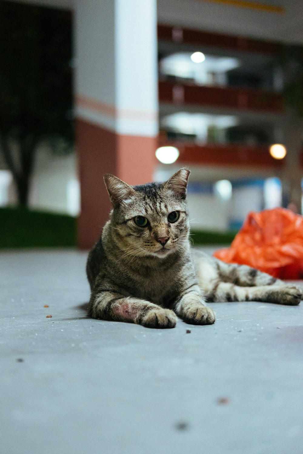 selective focus photography of gray tabby cat