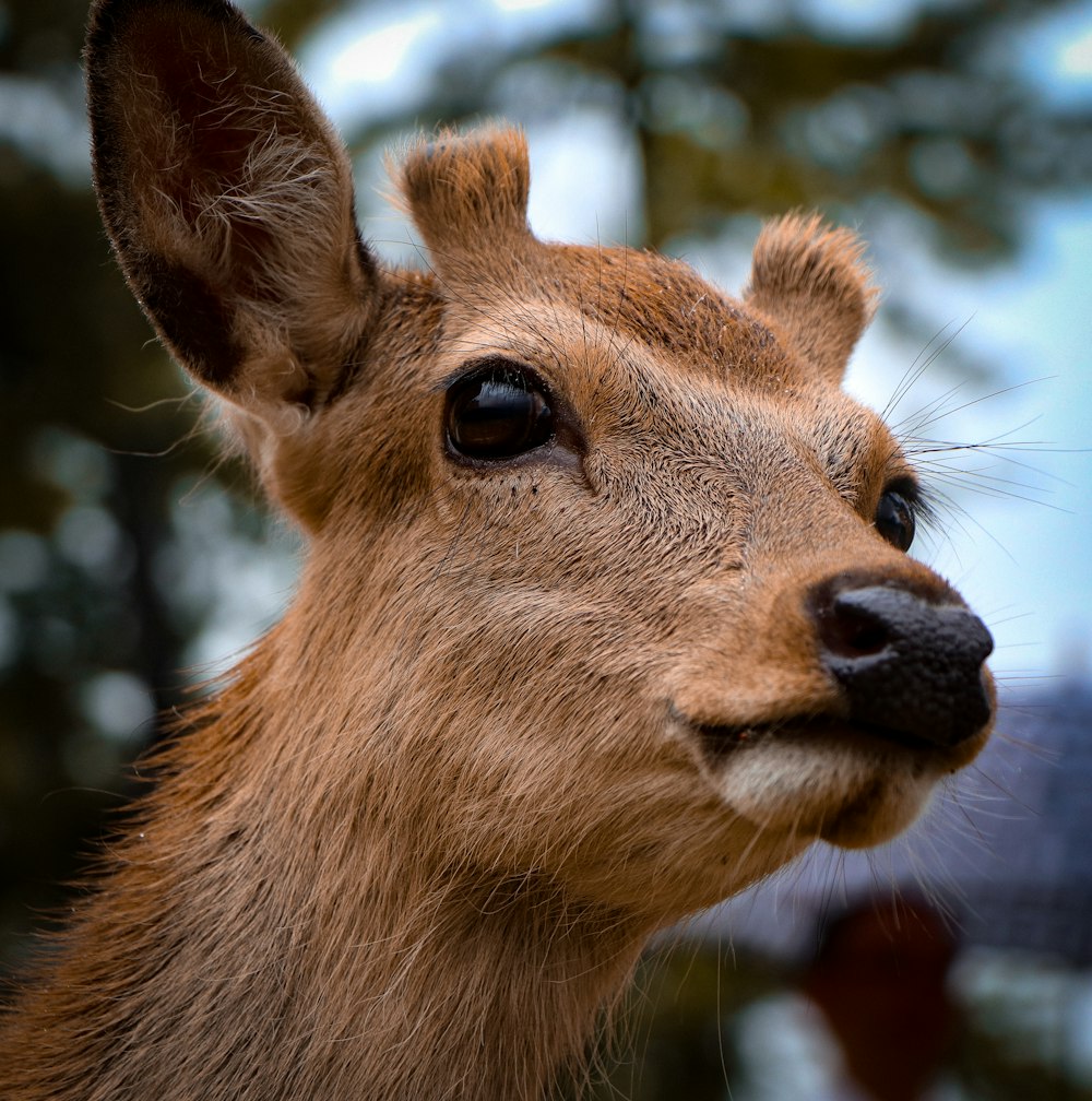 close-up of brown animal