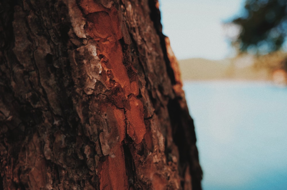 tree trunk photograph