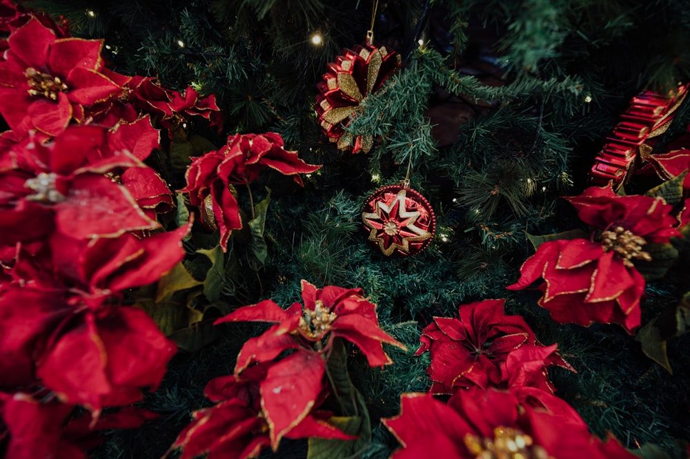 selective focus photography of red poinsettia plants beside green Christmas tree