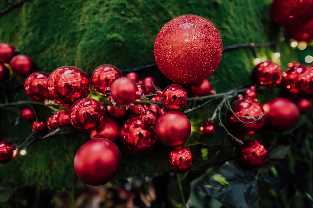 selective focus photography of red baubles on green mosses