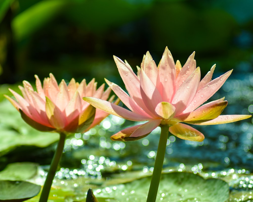 pink lotus flower in bloom during daytime