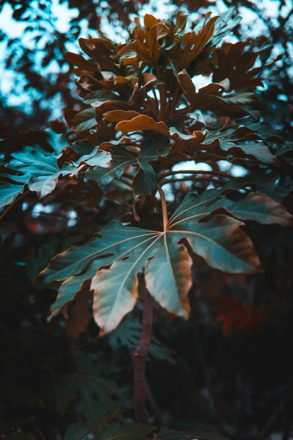 selective focus photography of green-leafed plants