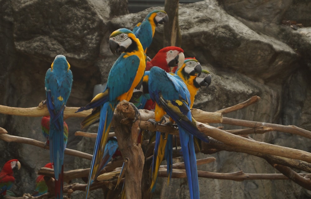 selective focus photography of macaws on tree branch