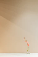 Minimalist photo of a single elegant flower stem in a sleek modern vase against a soft neutral background.