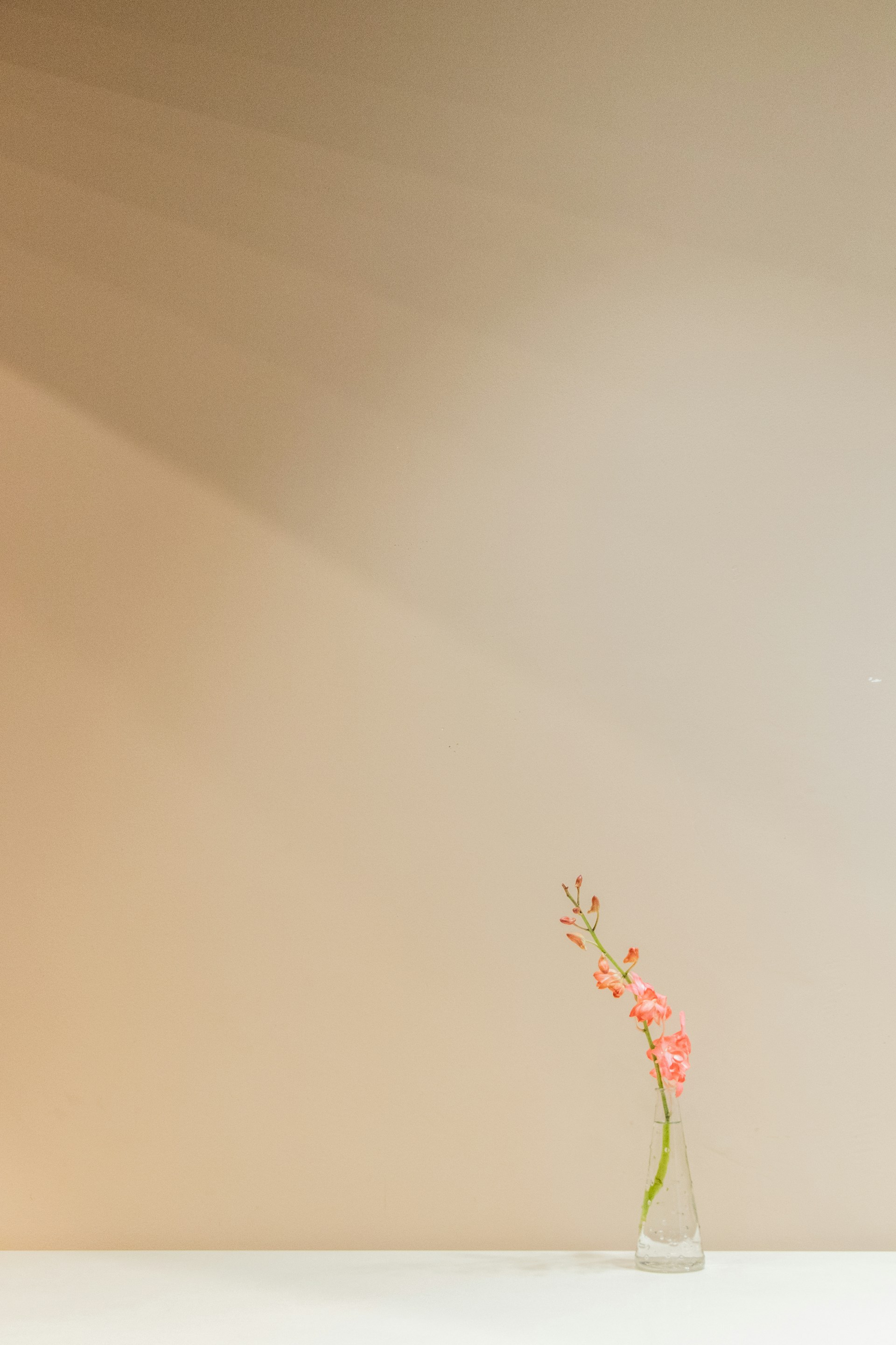pink flowers with vase