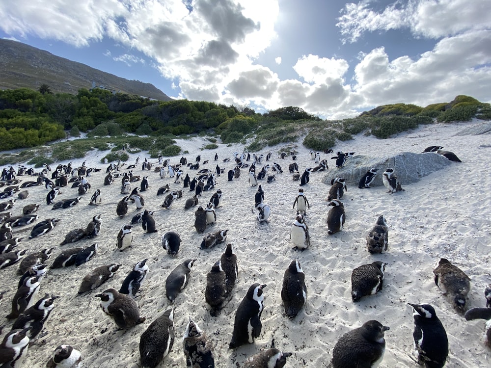 grupo de pinguim preto durante o dia