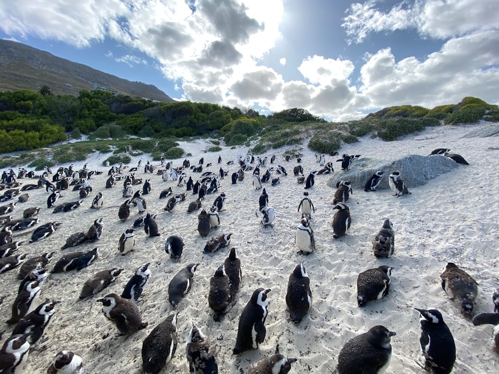 group of black penguin during daytime