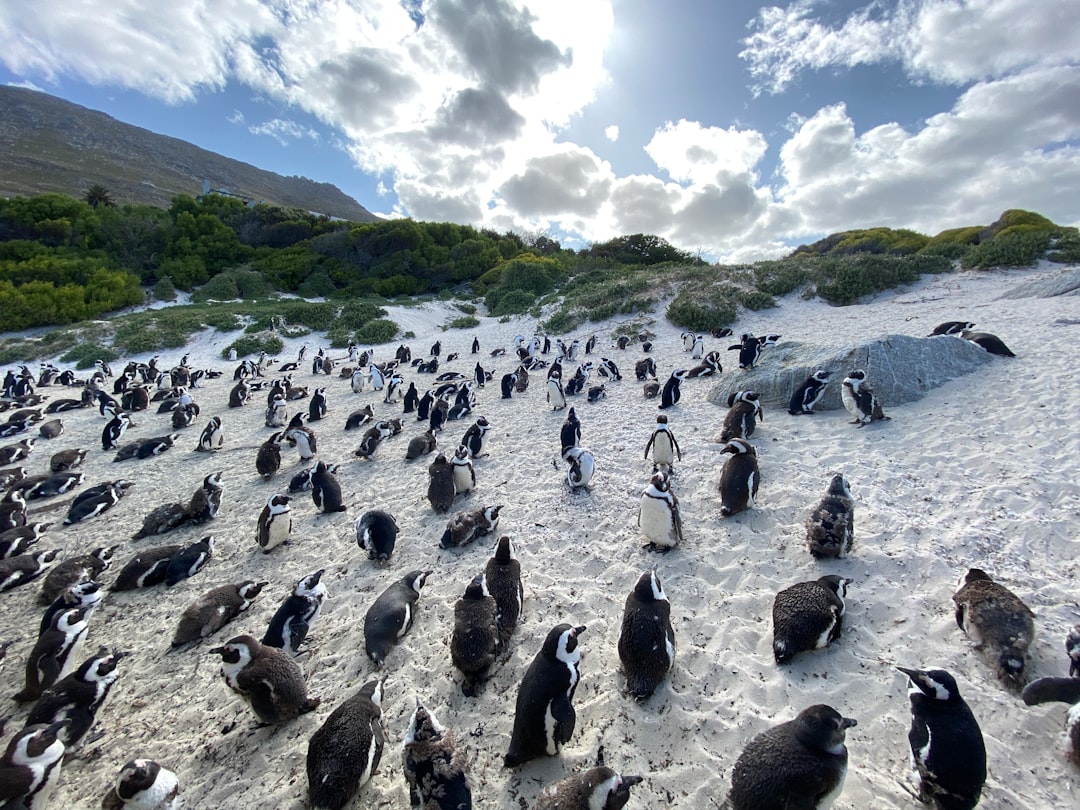 Coast photo spot Boulders Beach Penguin Colony South Africa