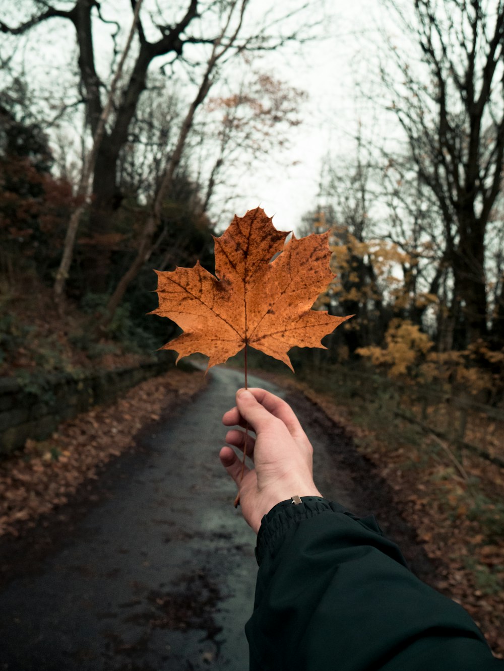 selective focus photography of person holding brown maple leaf