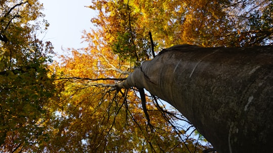 photo of Transilvania Northern hardwood forest near Harghita Mountains