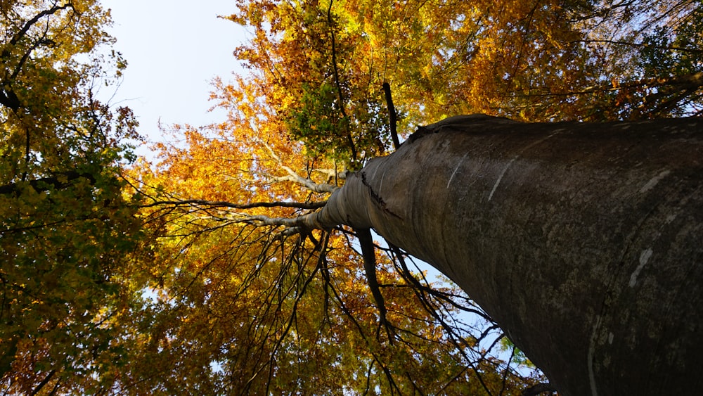 low-angle photography of brown tree during dayitme