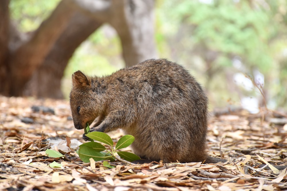 selective focus photography of brown rodent biting leaves