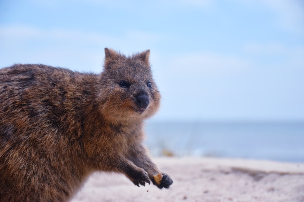 selective focus photography of brown rodent