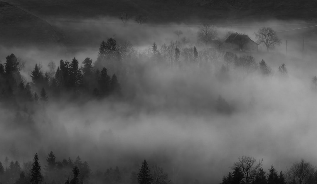 trees covered by fog