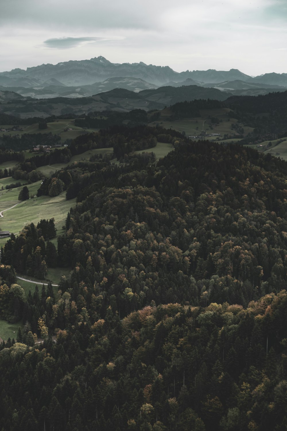 aerial view of trees during daytime