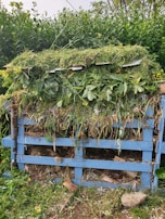 A compost heap constructed with a blue wooden pallet is filled with green plant material, dried leaves, and cardboard. It is located outdoors, surrounded by lush green vegetation including bushes and small trees.