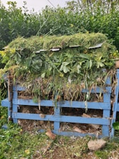 A compost heap constructed with a blue wooden pallet is filled with green plant material, dried leaves, and cardboard. It is located outdoors, surrounded by lush green vegetation including bushes and small trees.