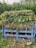 A compost heap constructed with a blue wooden pallet is filled with green plant material, dried leaves, and cardboard. It is located outdoors, surrounded by lush green vegetation including bushes and small trees.