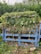 A compost heap constructed with a blue wooden pallet is filled with green plant material, dried leaves, and cardboard. It is located outdoors, surrounded by lush green vegetation including bushes and small trees.