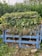 A compost heap constructed with a blue wooden pallet is filled with green plant material, dried leaves, and cardboard. It is located outdoors, surrounded by lush green vegetation including bushes and small trees.