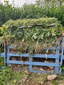 A compost heap constructed with a blue wooden pallet is filled with green plant material, dried leaves, and cardboard. It is located outdoors, surrounded by lush green vegetation including bushes and small trees.