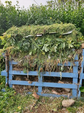A compost heap constructed with a blue wooden pallet is filled with green plant material, dried leaves, and cardboard. It is located outdoors, surrounded by lush green vegetation including bushes and small trees.