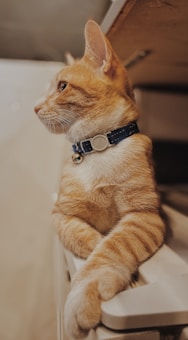 A ginger cat with a blue collar featuring a bell sits with its paws crossed, gazing intently to the side. The cat's fur is soft and its posture is relaxed, indicating calmness or curiosity. The setting is indoors, with a wooden surface above the cat.