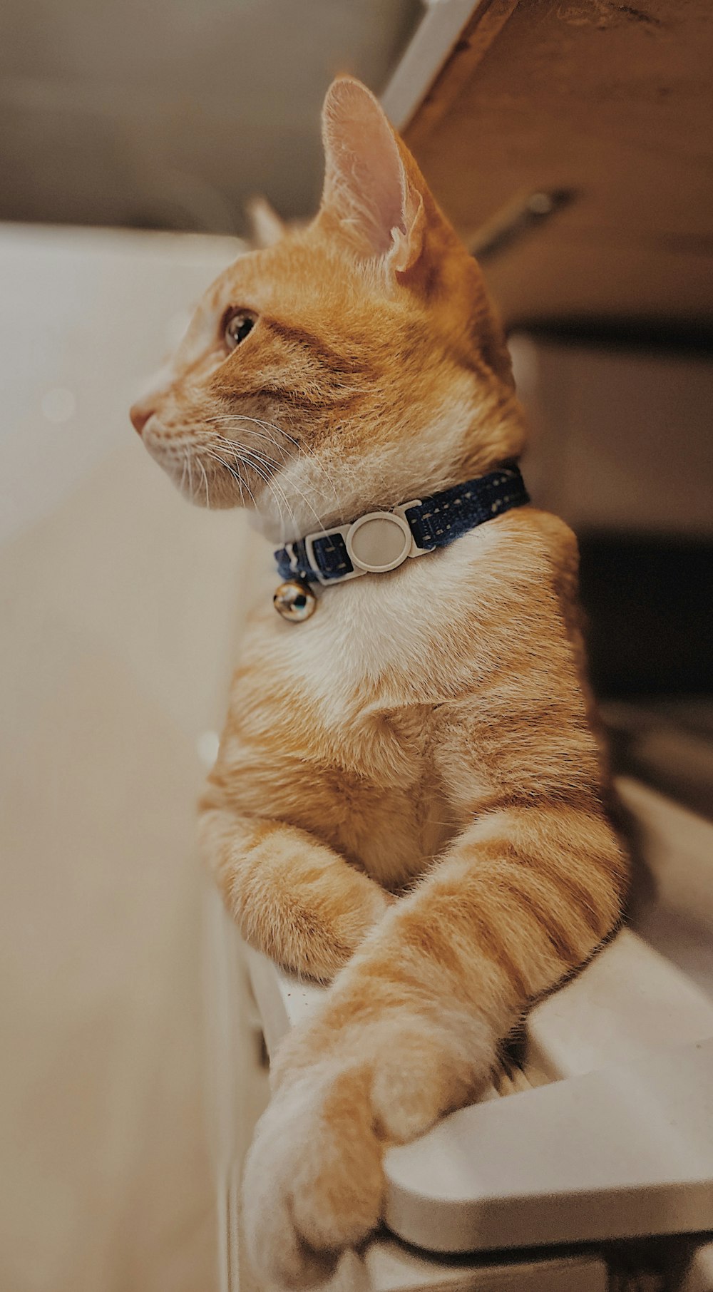 shallow focus photo of orange cat