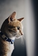 shallow focus photo of orange cat