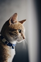 shallow focus photo of orange cat