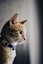 shallow focus photo of orange cat