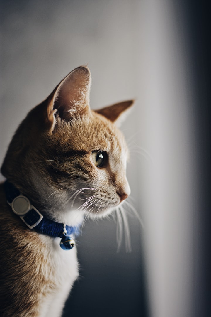 10 Fascinating Facts About Cats