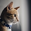 shallow focus photo of orange cat