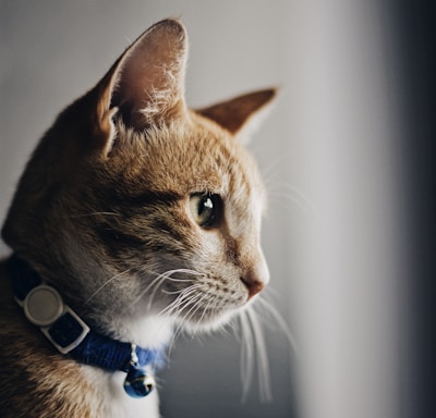 shallow focus photo of orange cat