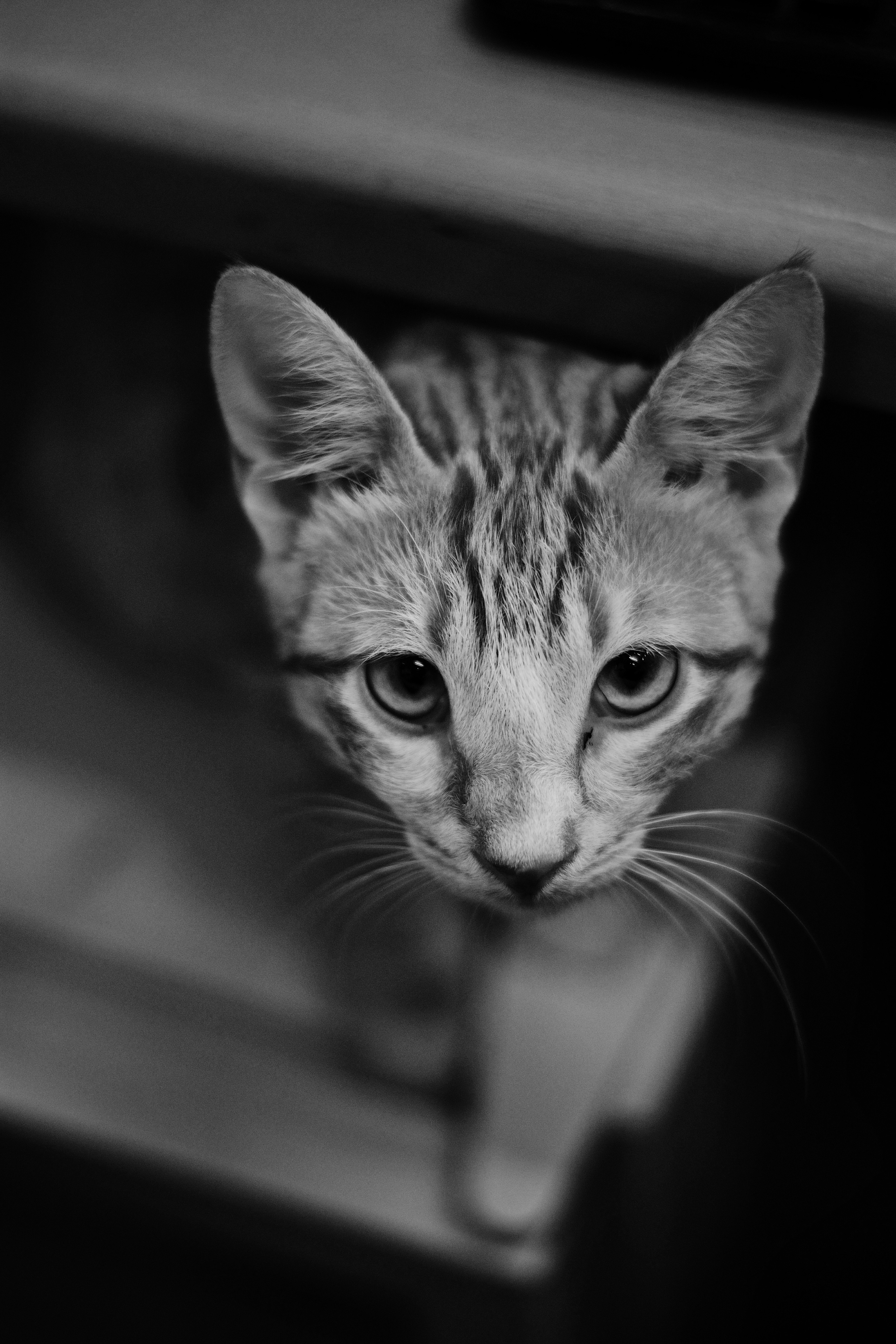 grayscale photo of cat