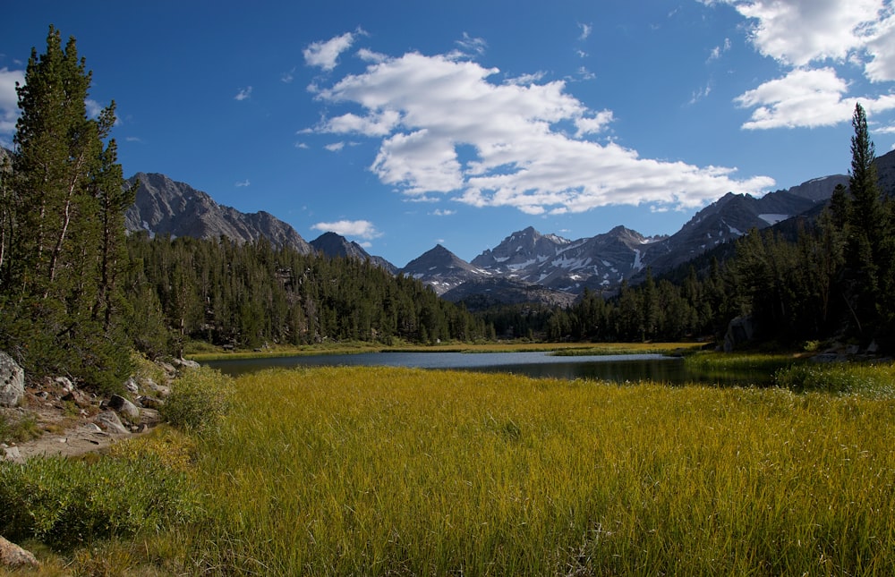 campo de hierba y pinos junto a un cuerpo de agua tranquilo durante el día