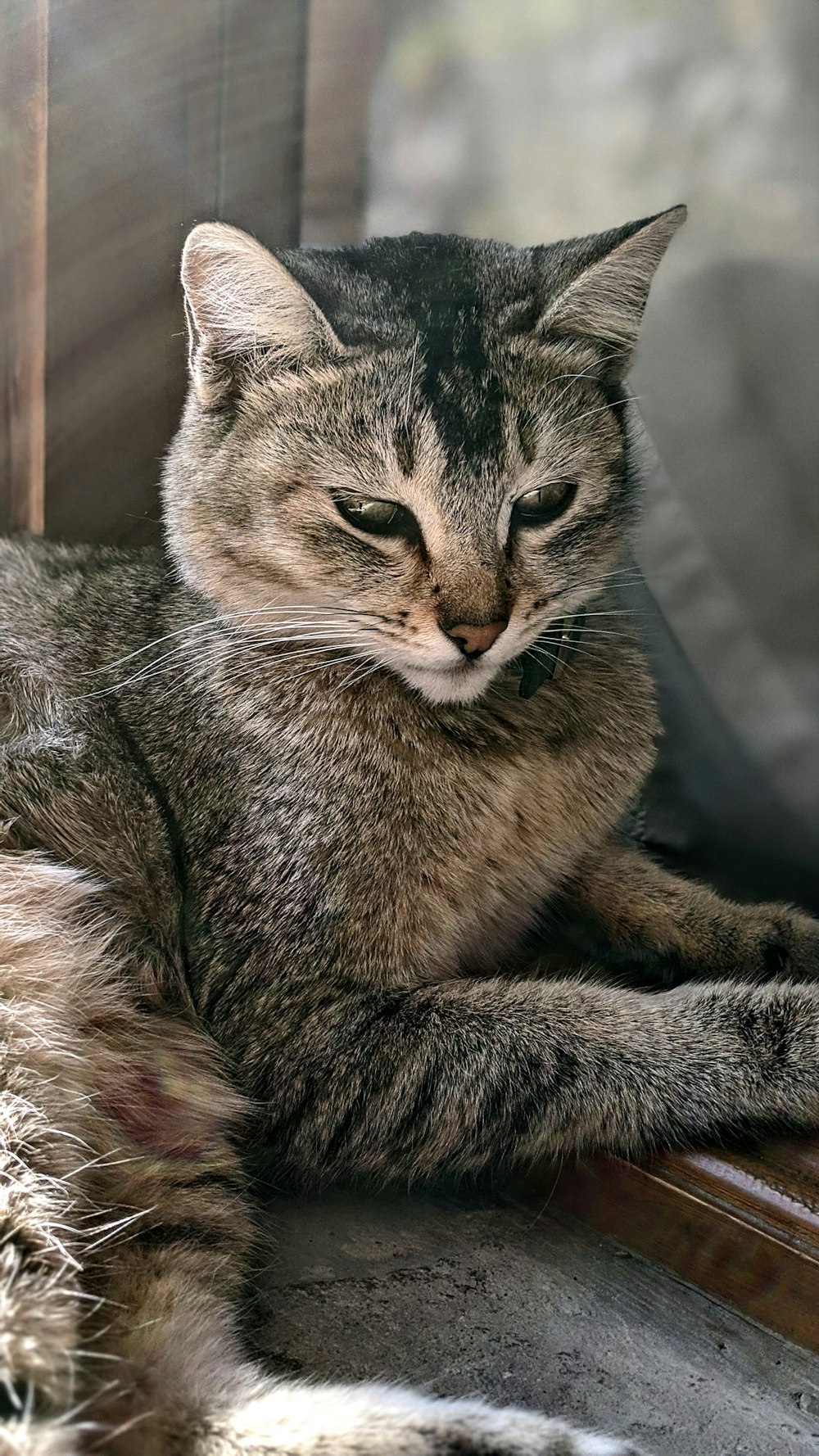 shallow focus photo of gray and brown cat