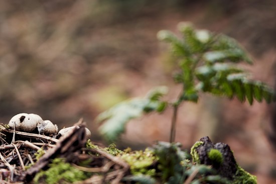 A collection of small, round, earthy-toned mushrooms growing on a bed of moss and decaying wood. In the background, a blurred green fern leaf provides a contrast to the earthy foreground. The scene captures a close-up view of natural woodland flora.