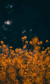 shallow focus photo of orange flowers