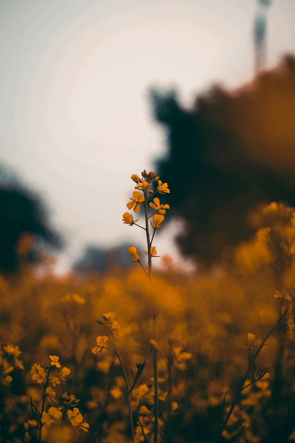 shallow focus photo of orange flowers