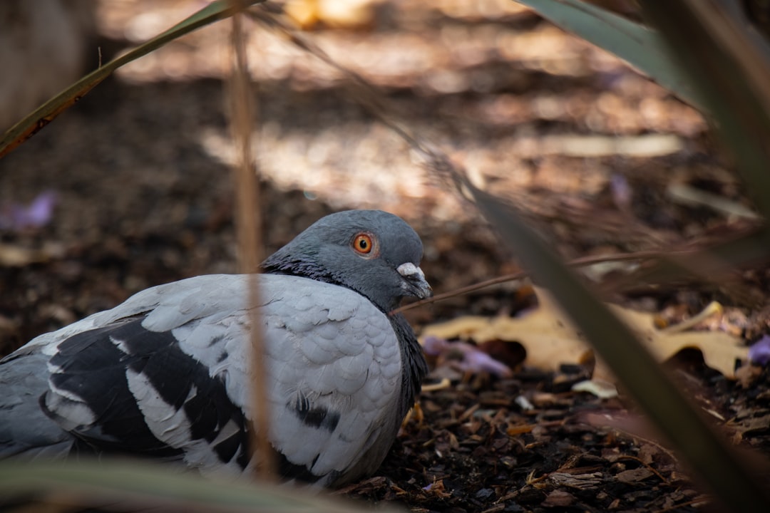 shallow focus photo of gray pigeon