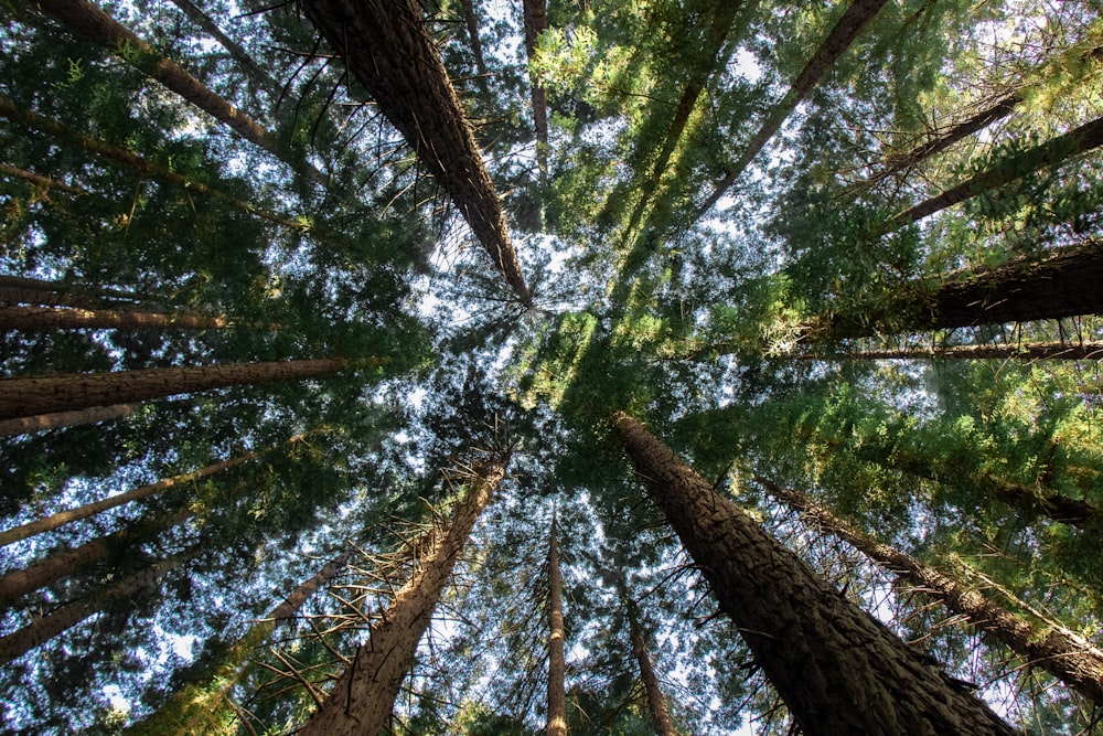 forest trees low angle photograph