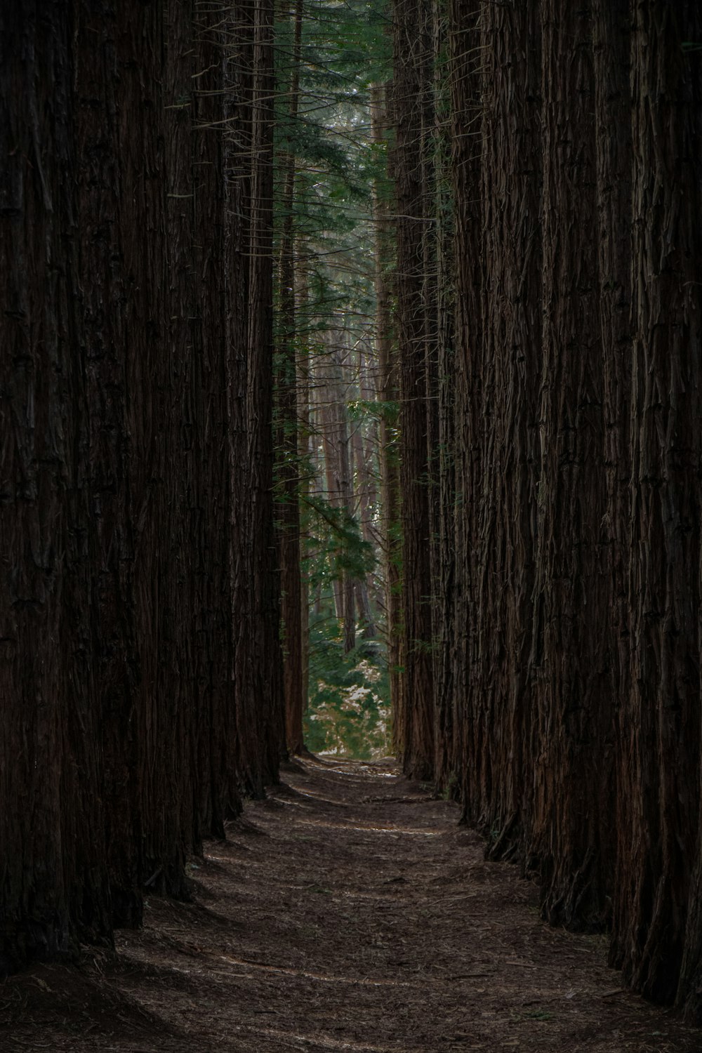 forest trees photograph