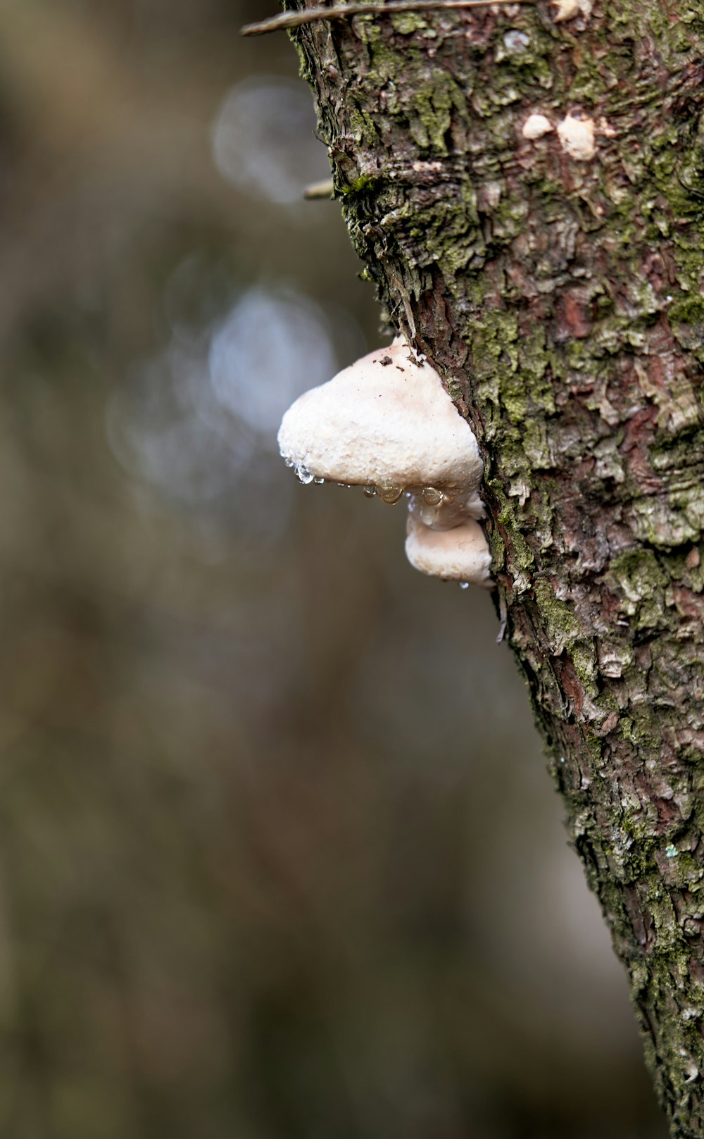 a small white mushroom growing on a tree