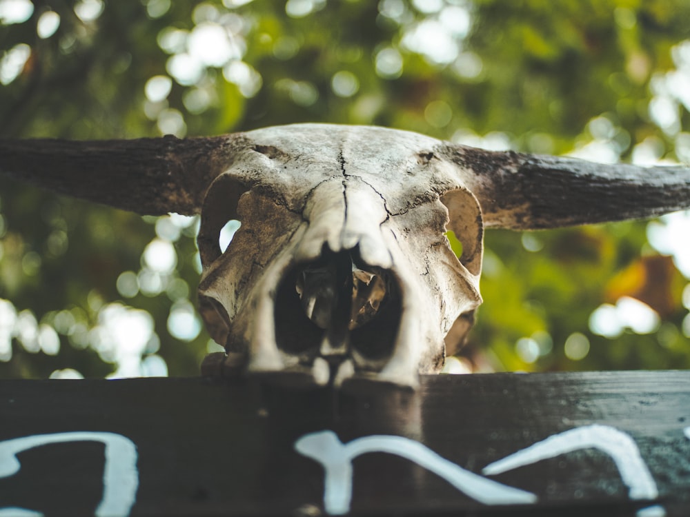 shallow focus photo of horned animal skull