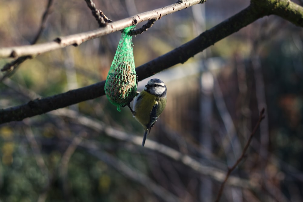 shallow focus photo of green and white bird