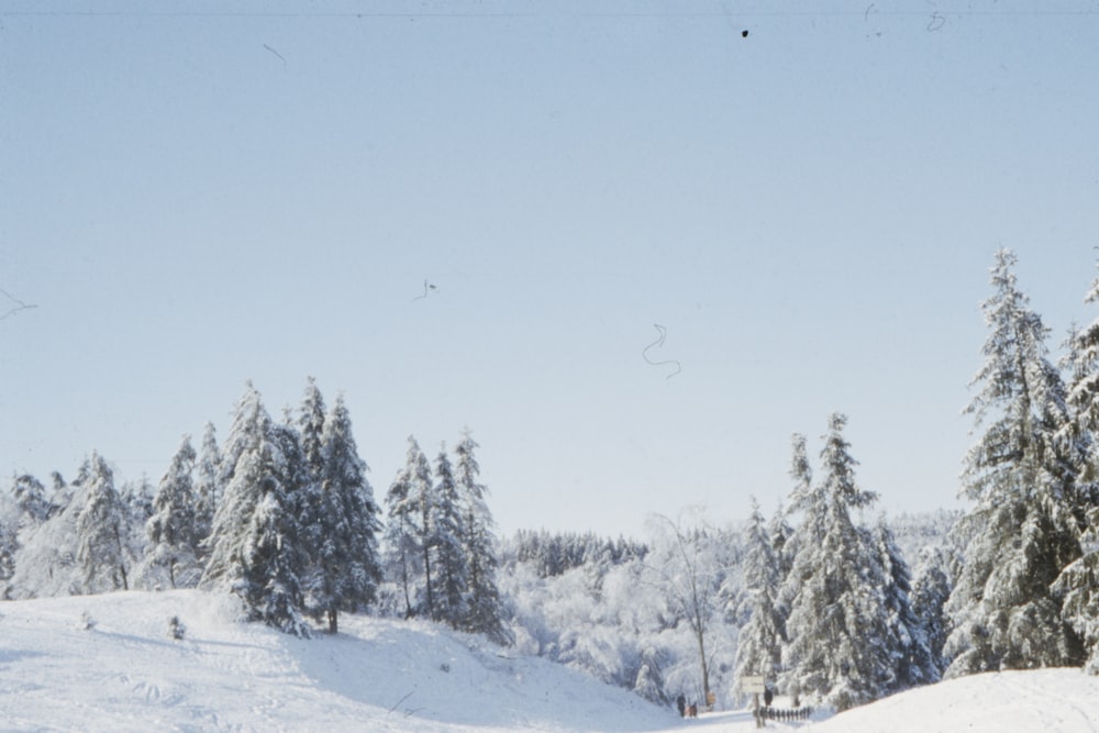 sol blanc enneigé avec des arbres pendant la journée